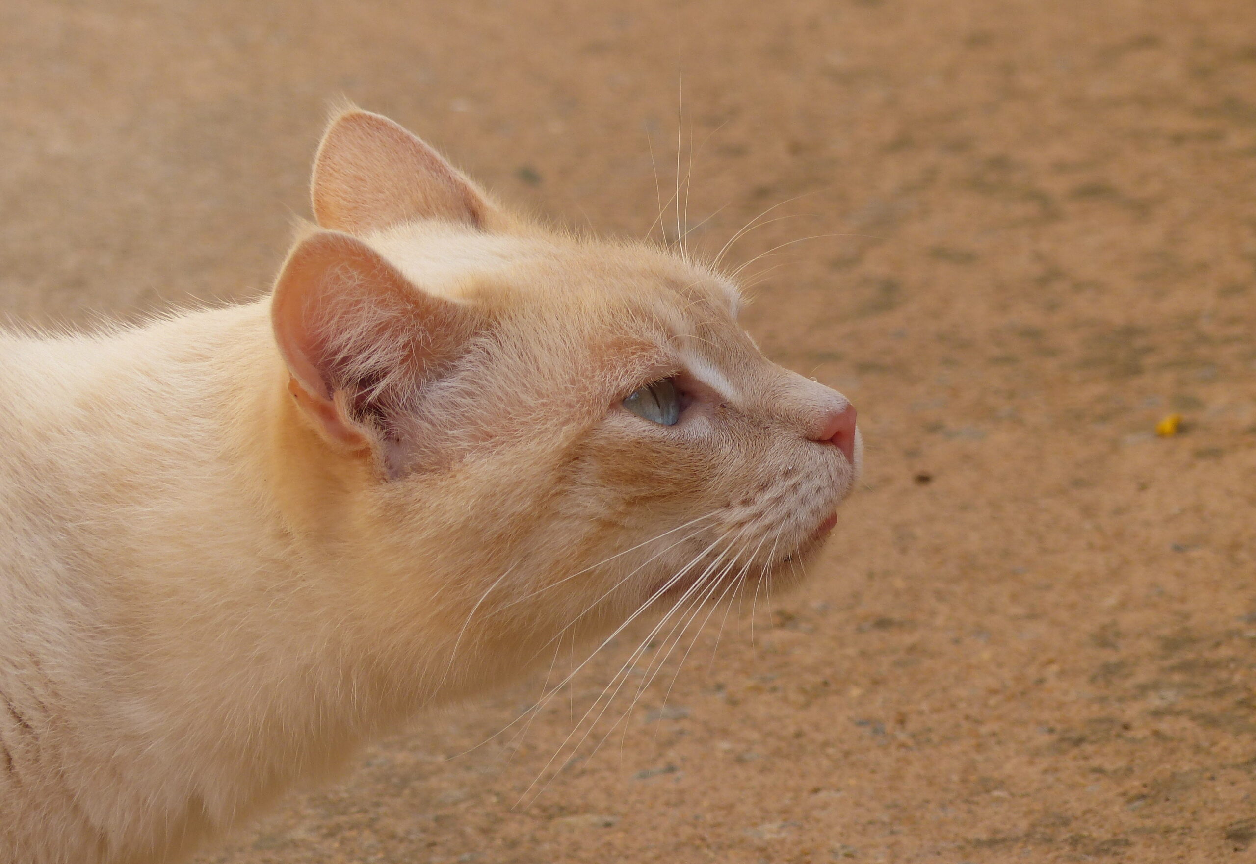 Siamese