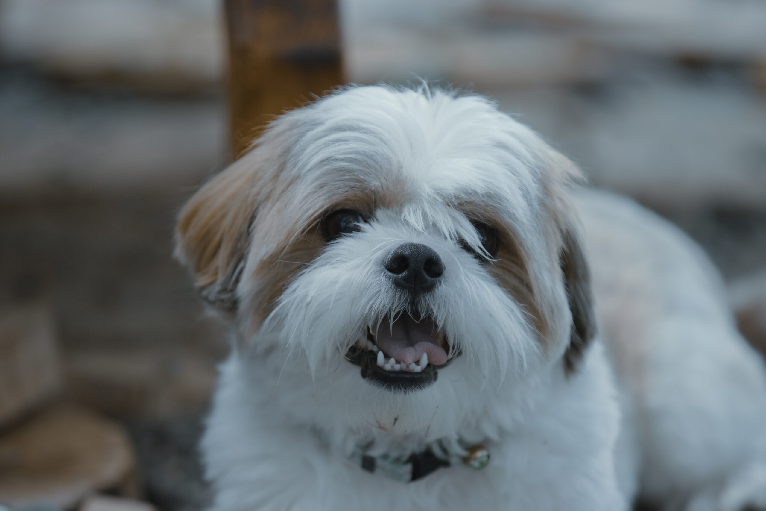 Shih Tzu