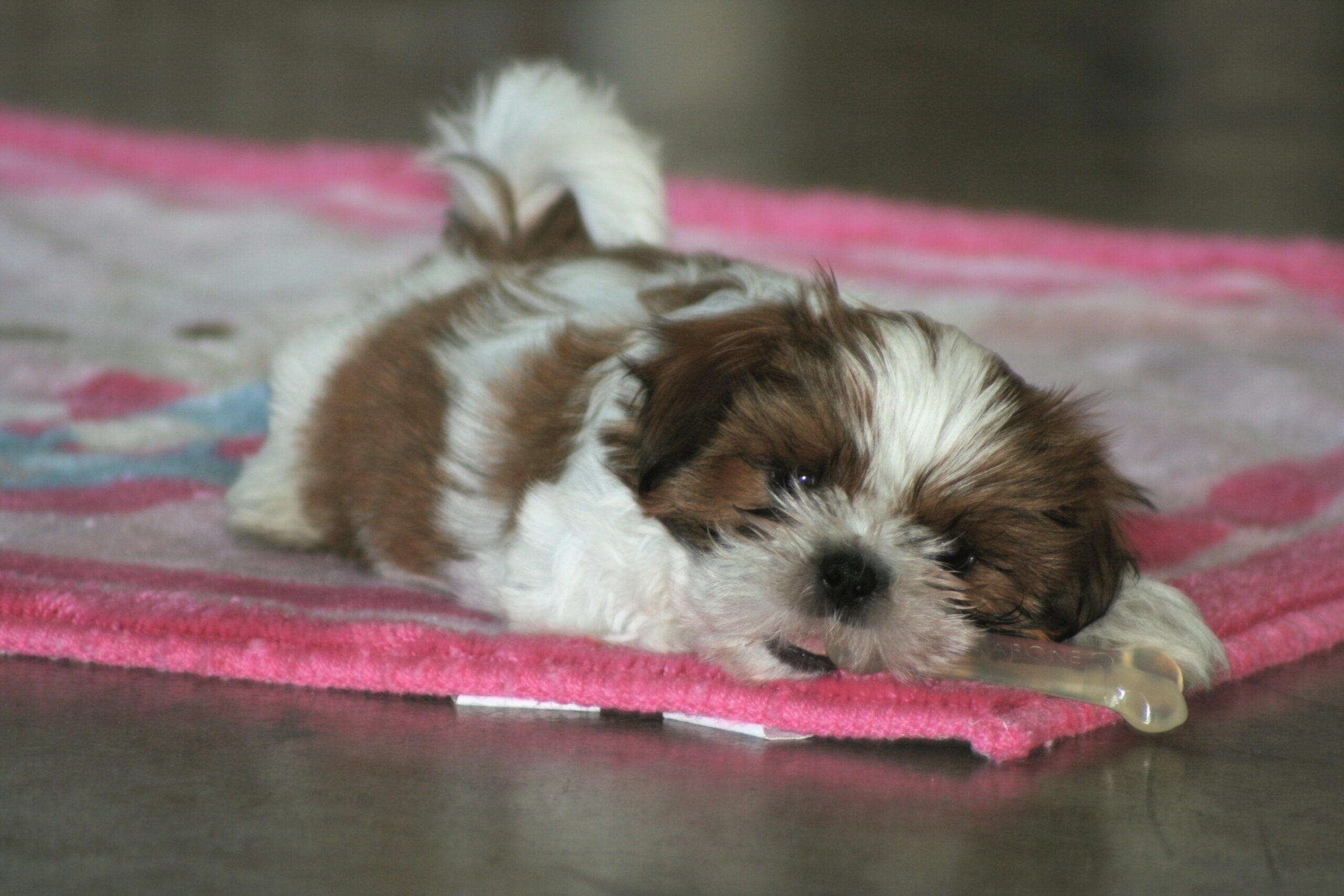 Shih Tzu