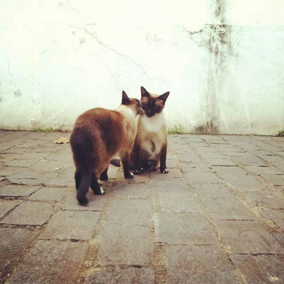 Siamese