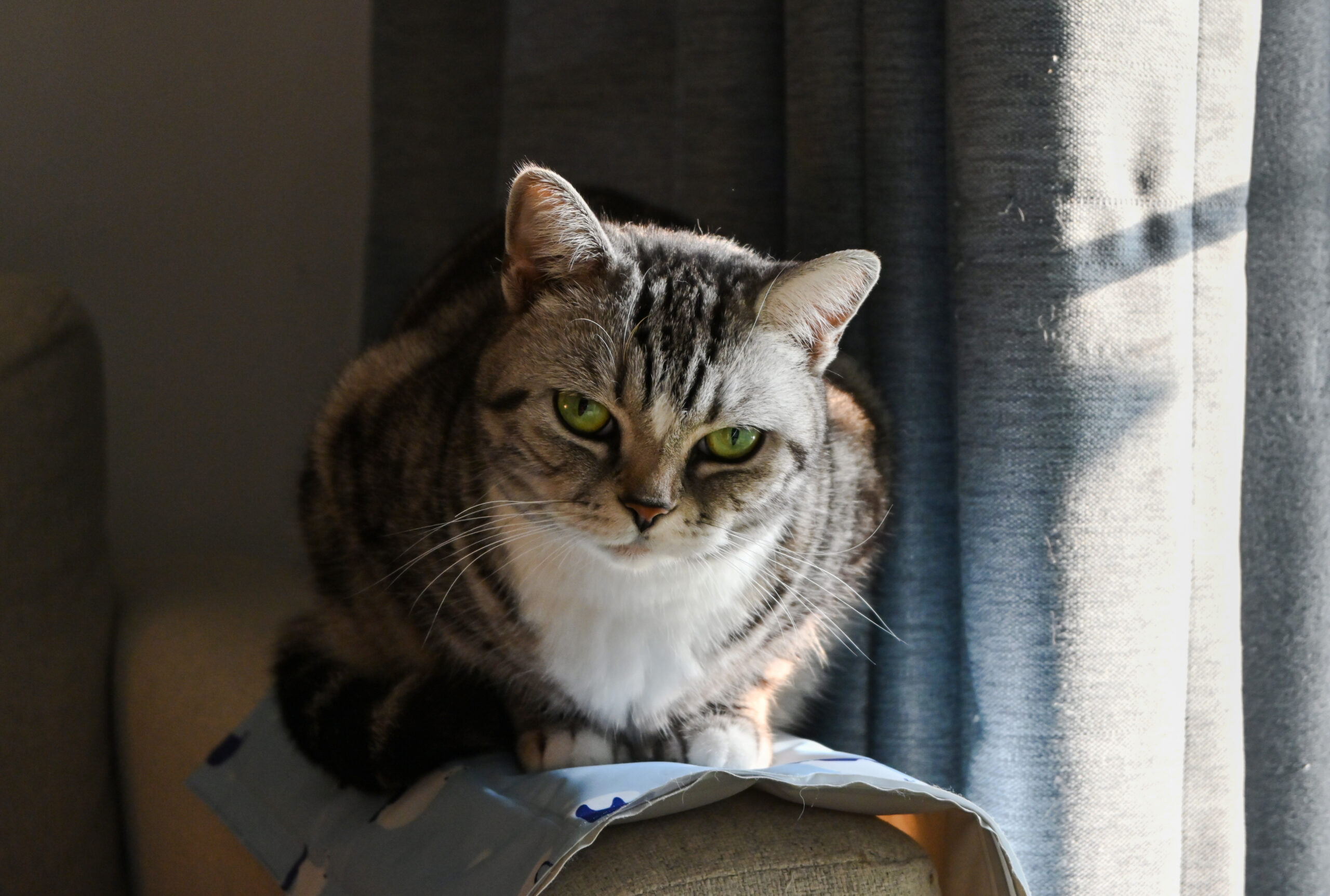 American Shorthair