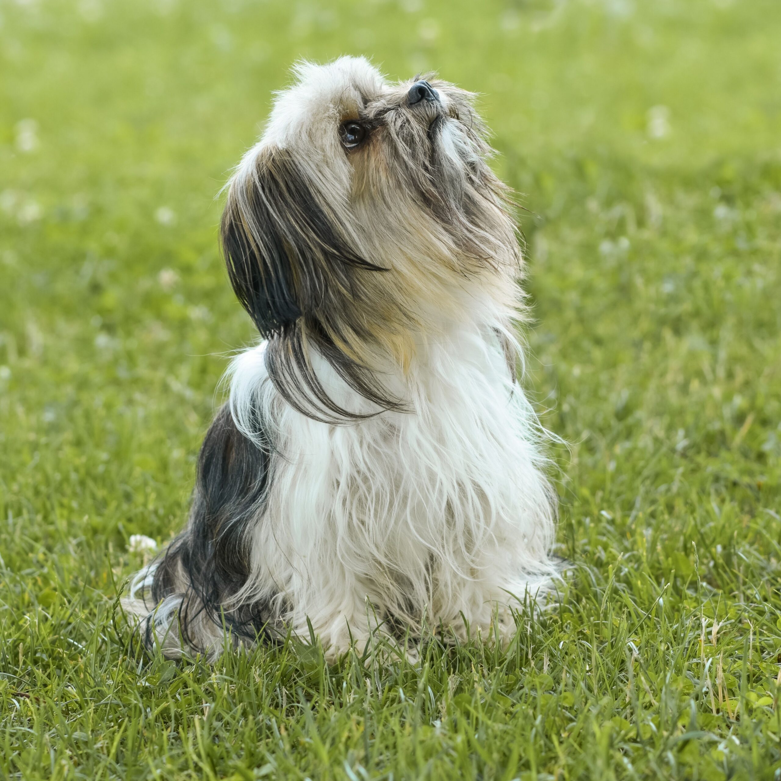 Shih Tzu