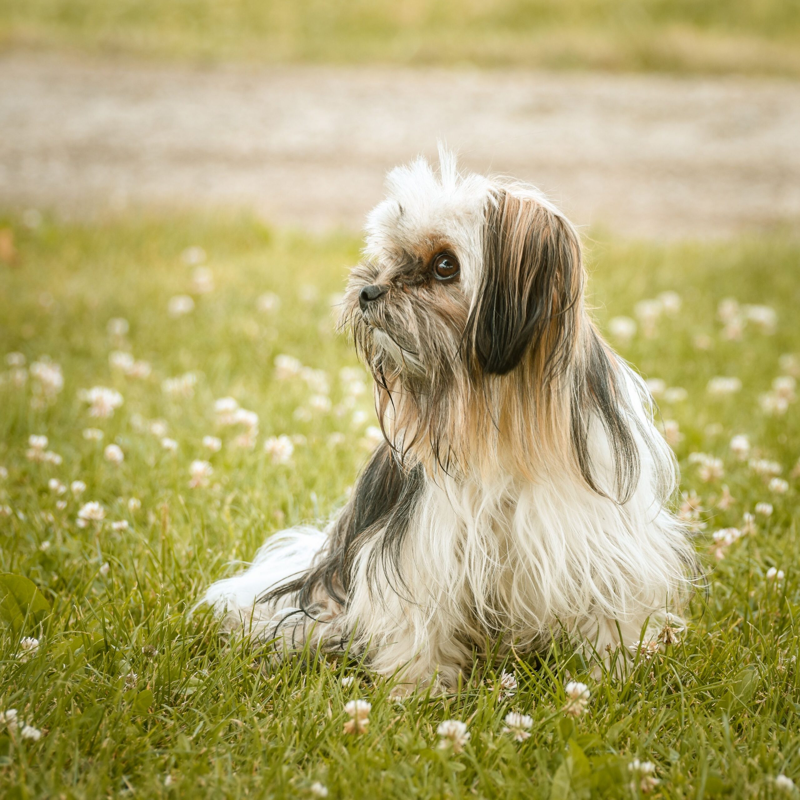 Shih Tzu