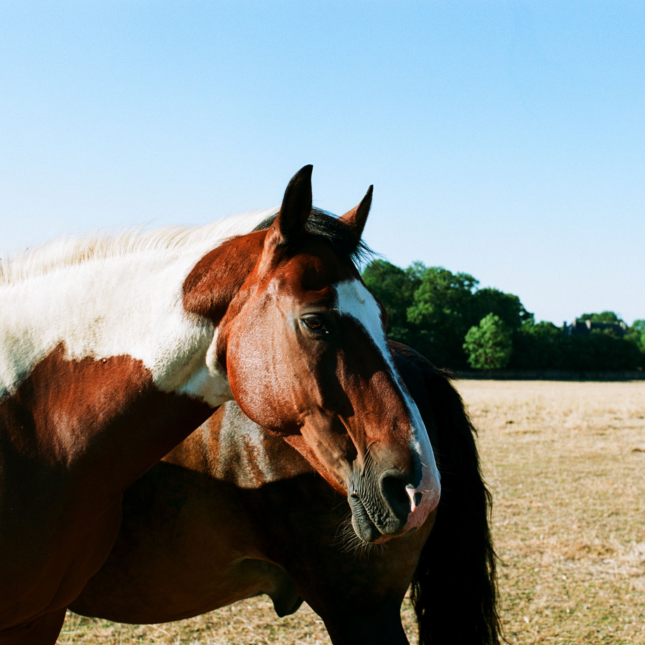 Clydesdale