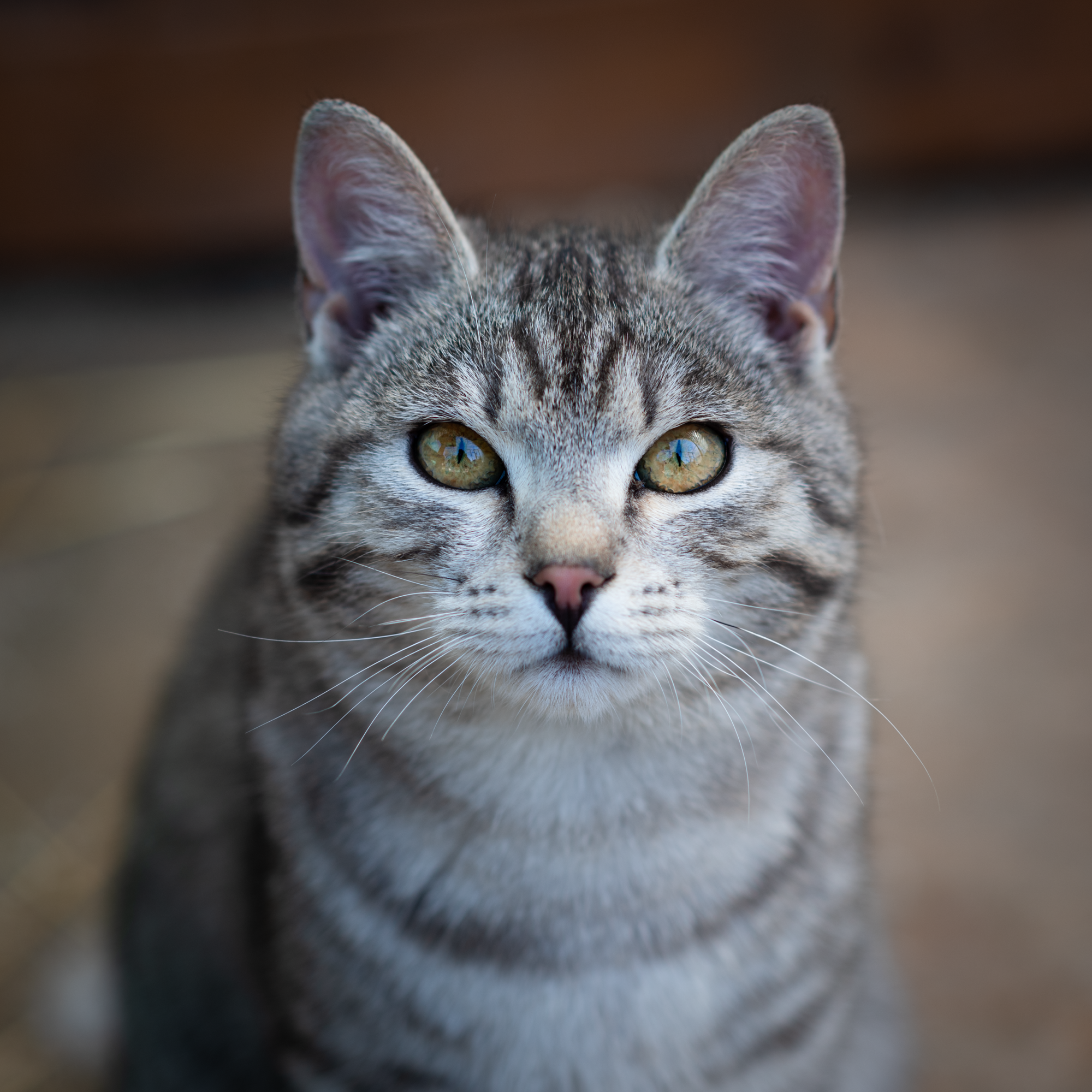 American Shorthair
