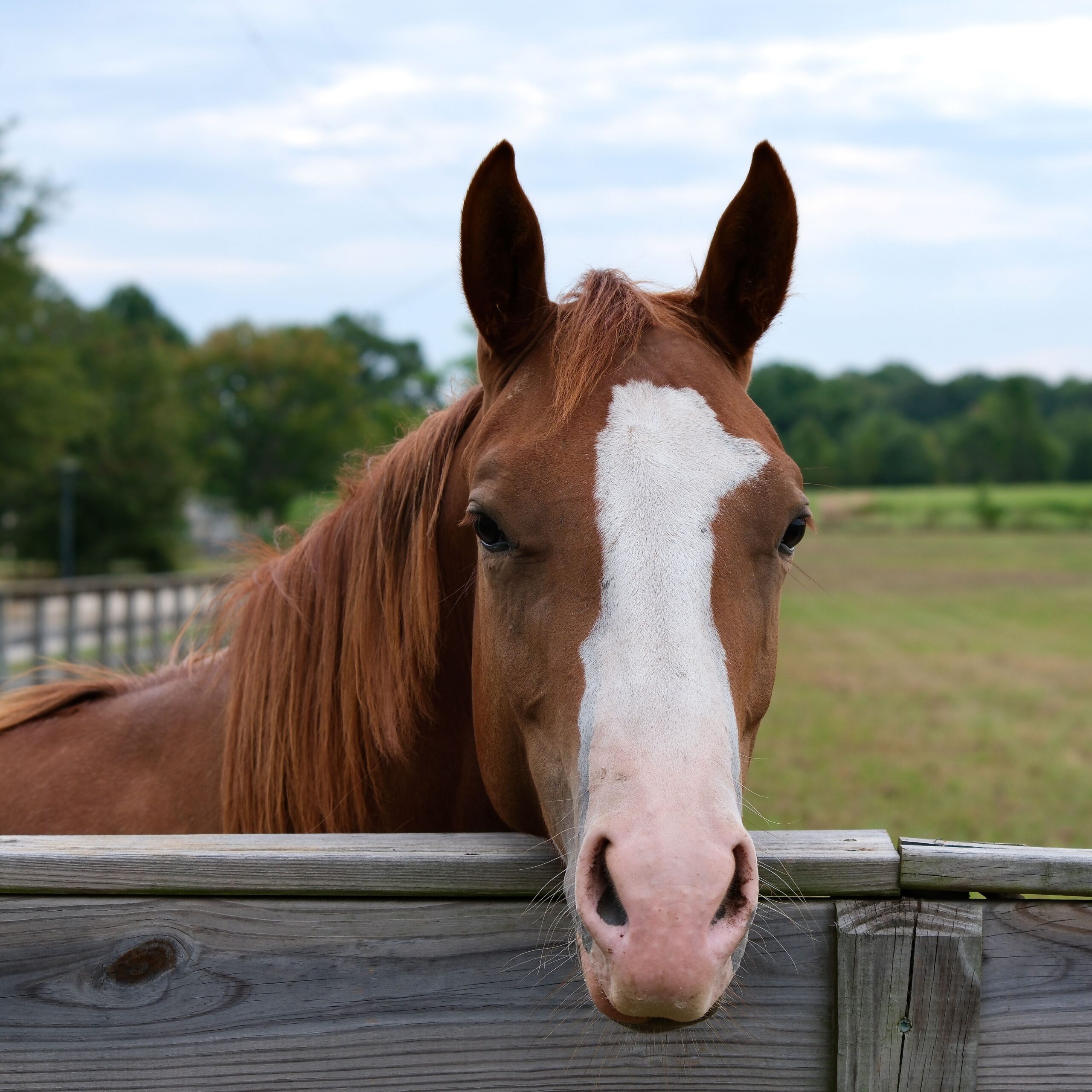 American Saddlebred