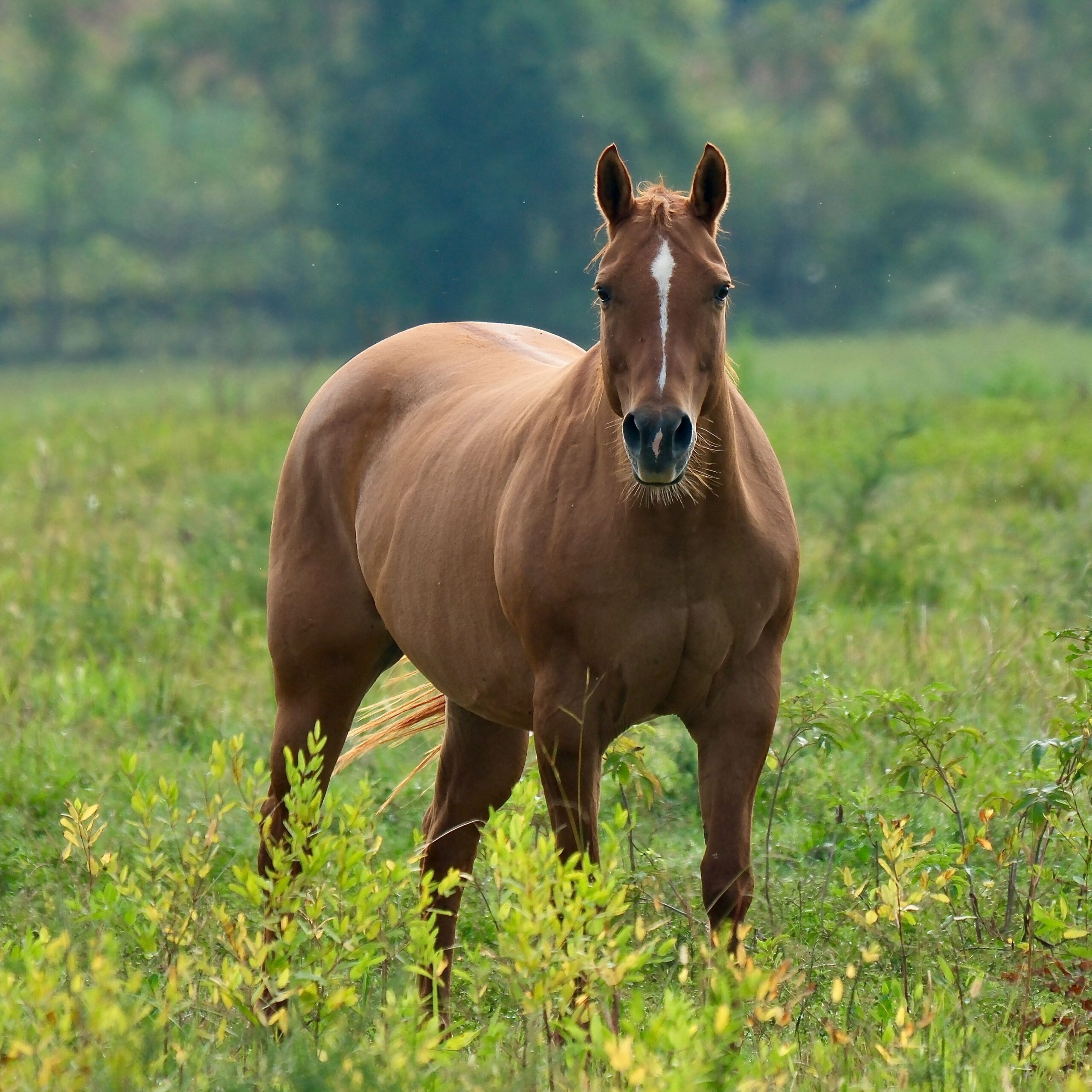 American Saddlebred