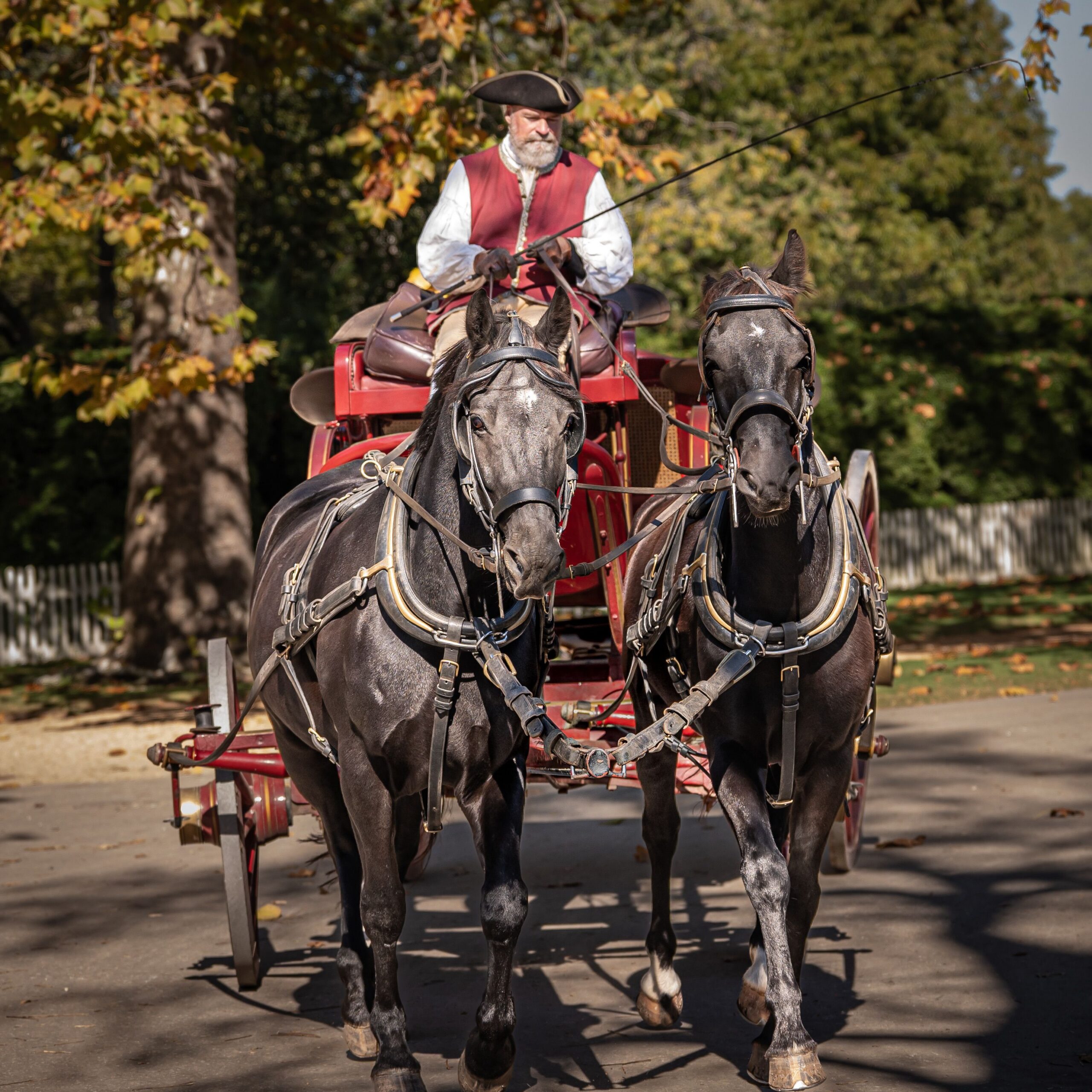 Clydesdale