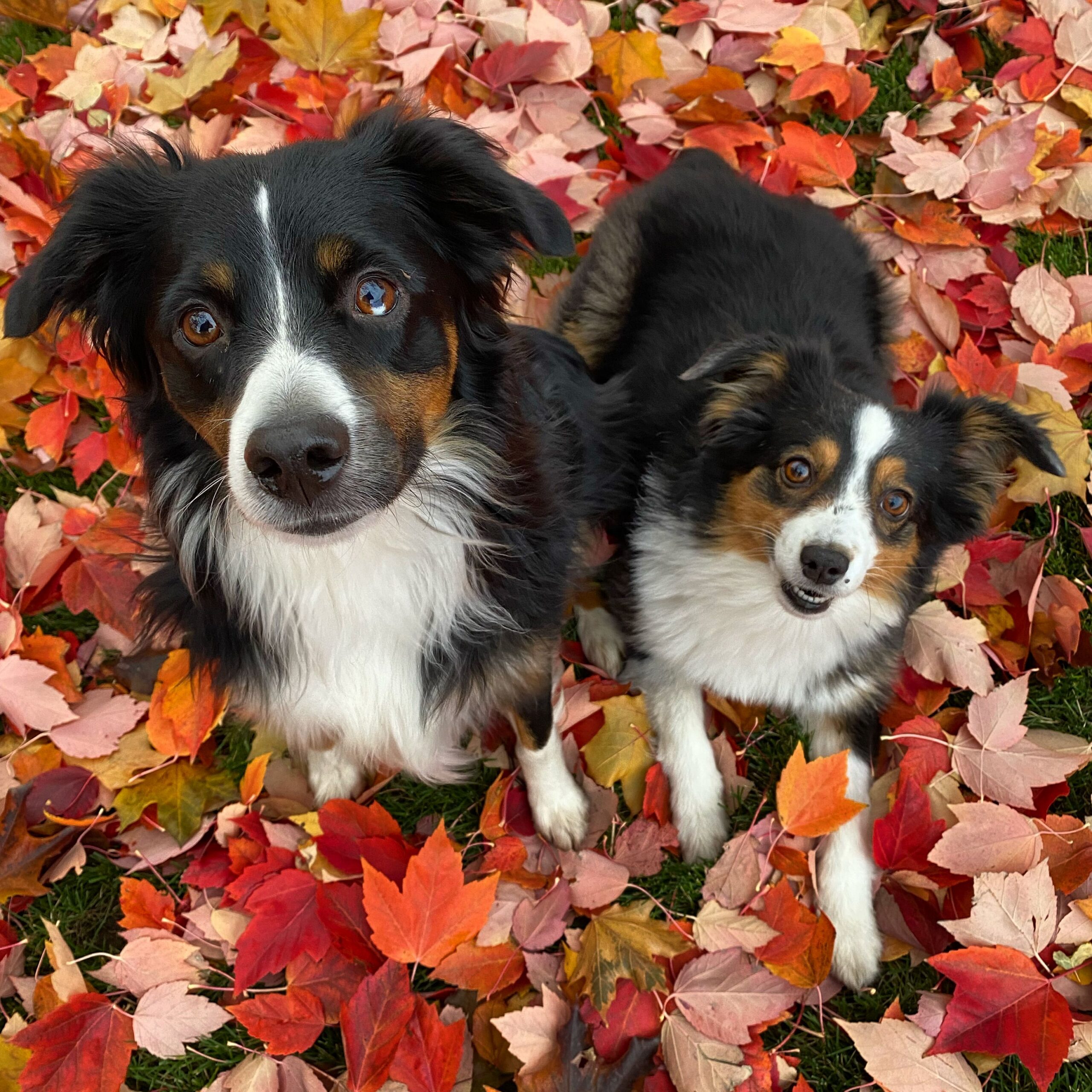 Miniature Australian Shepherd