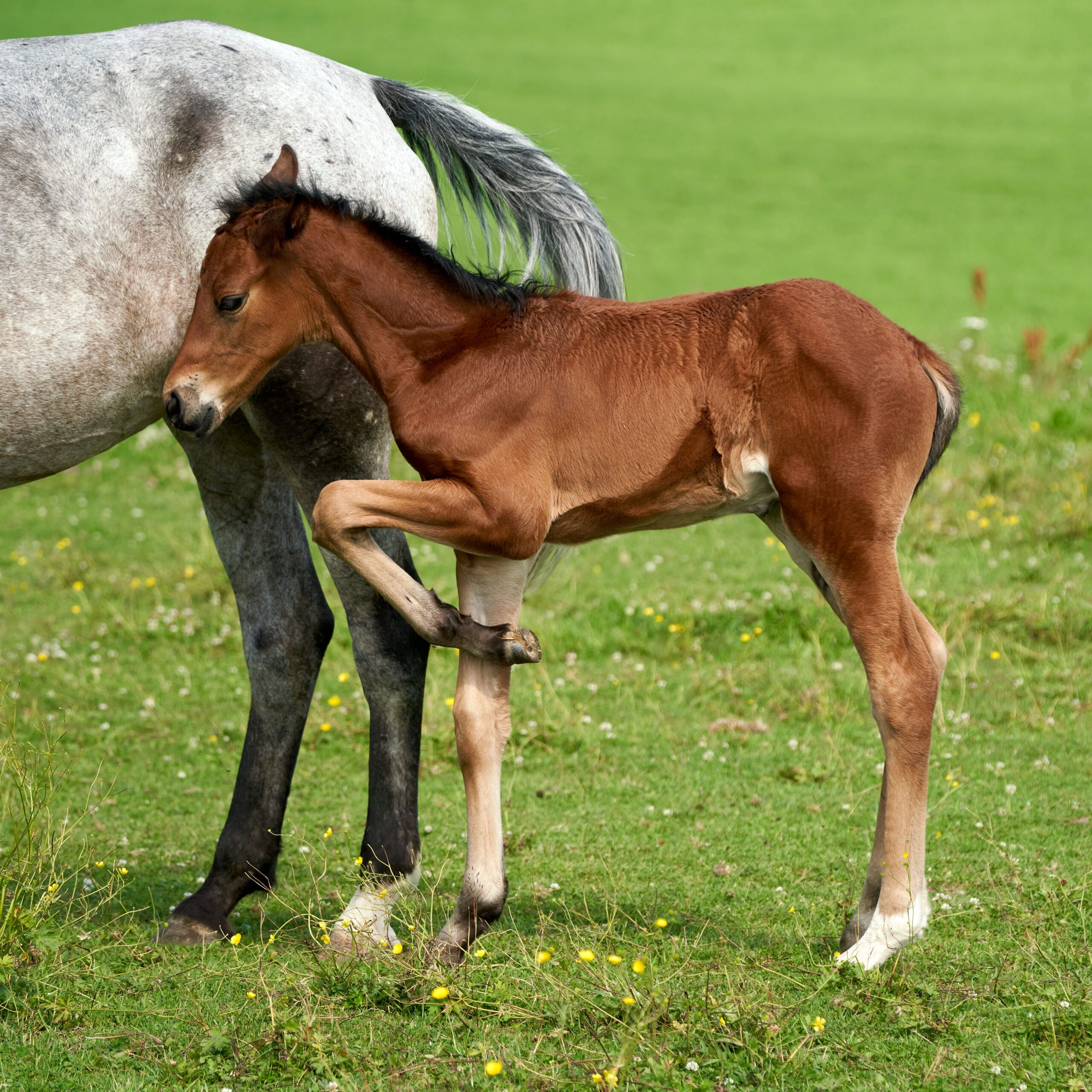 American Saddlebred