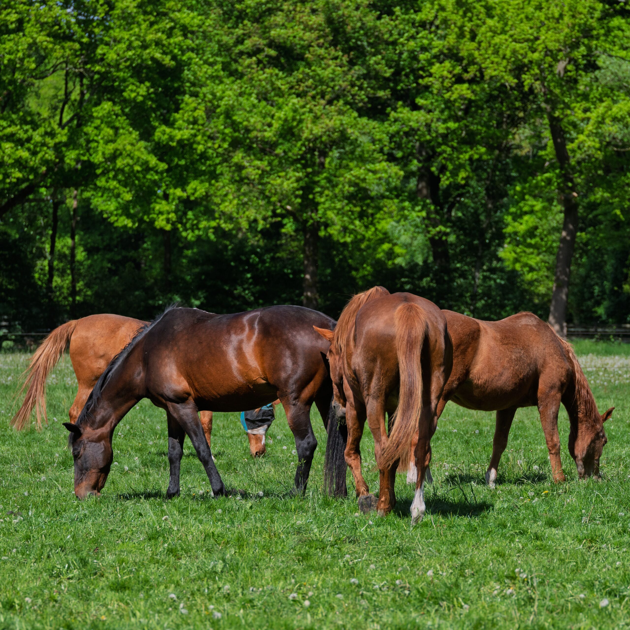 Trakehner