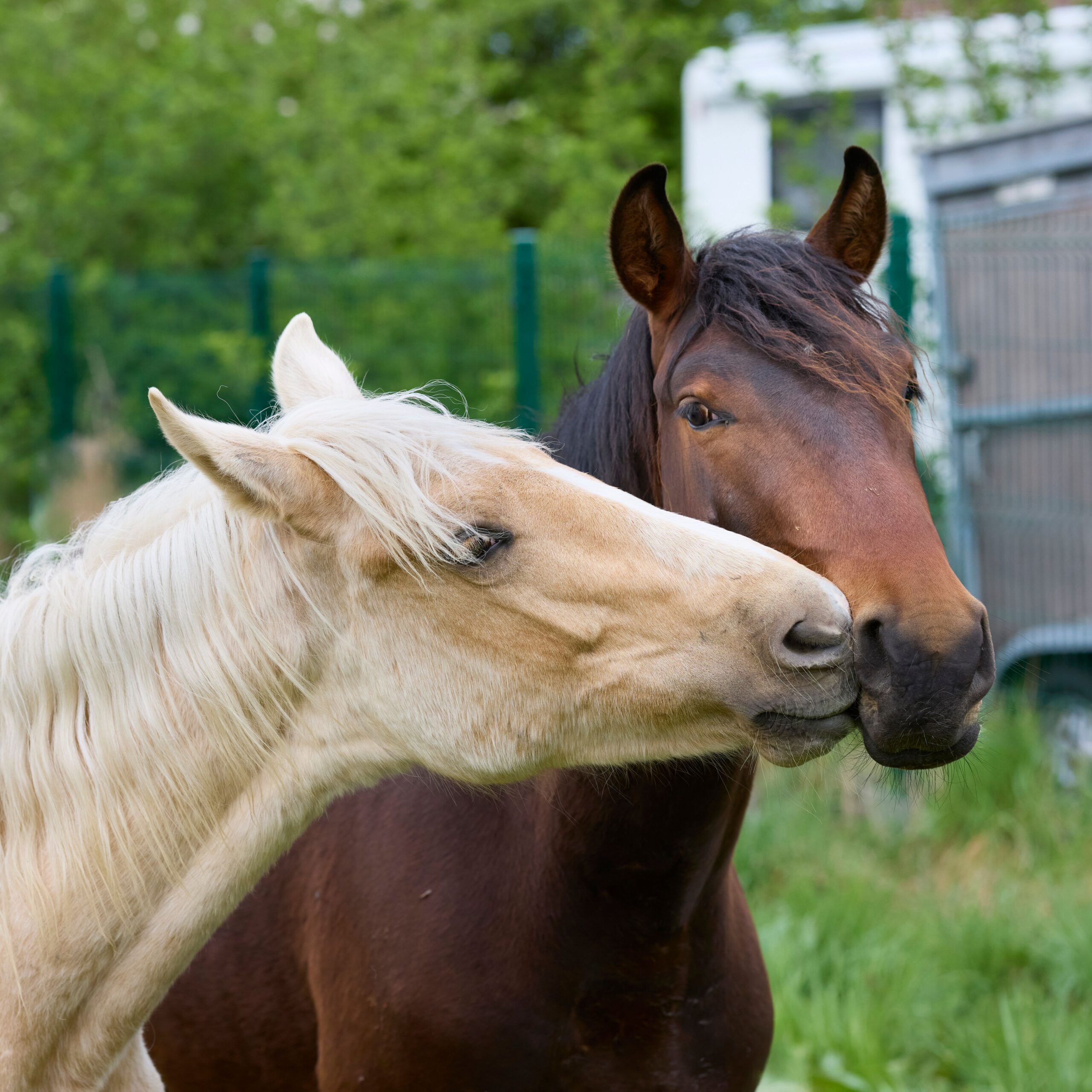 Trakehner