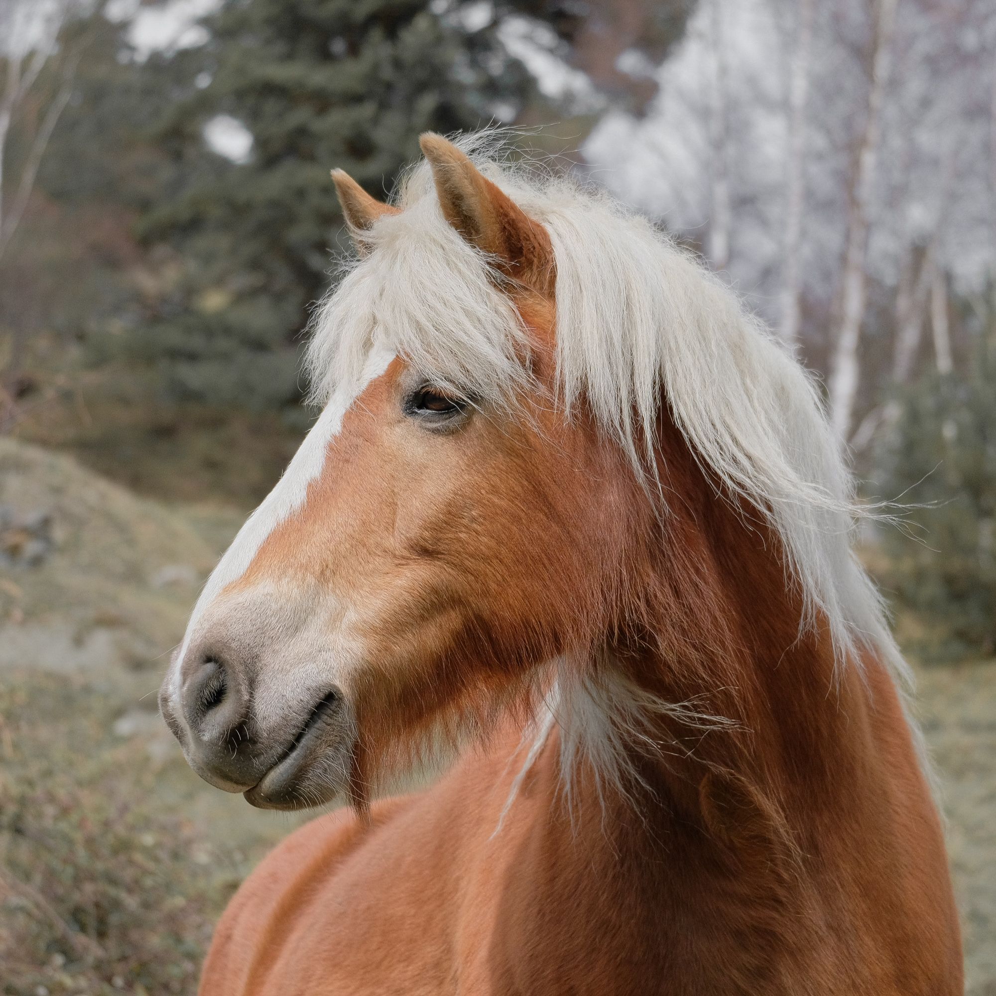 Clydesdale