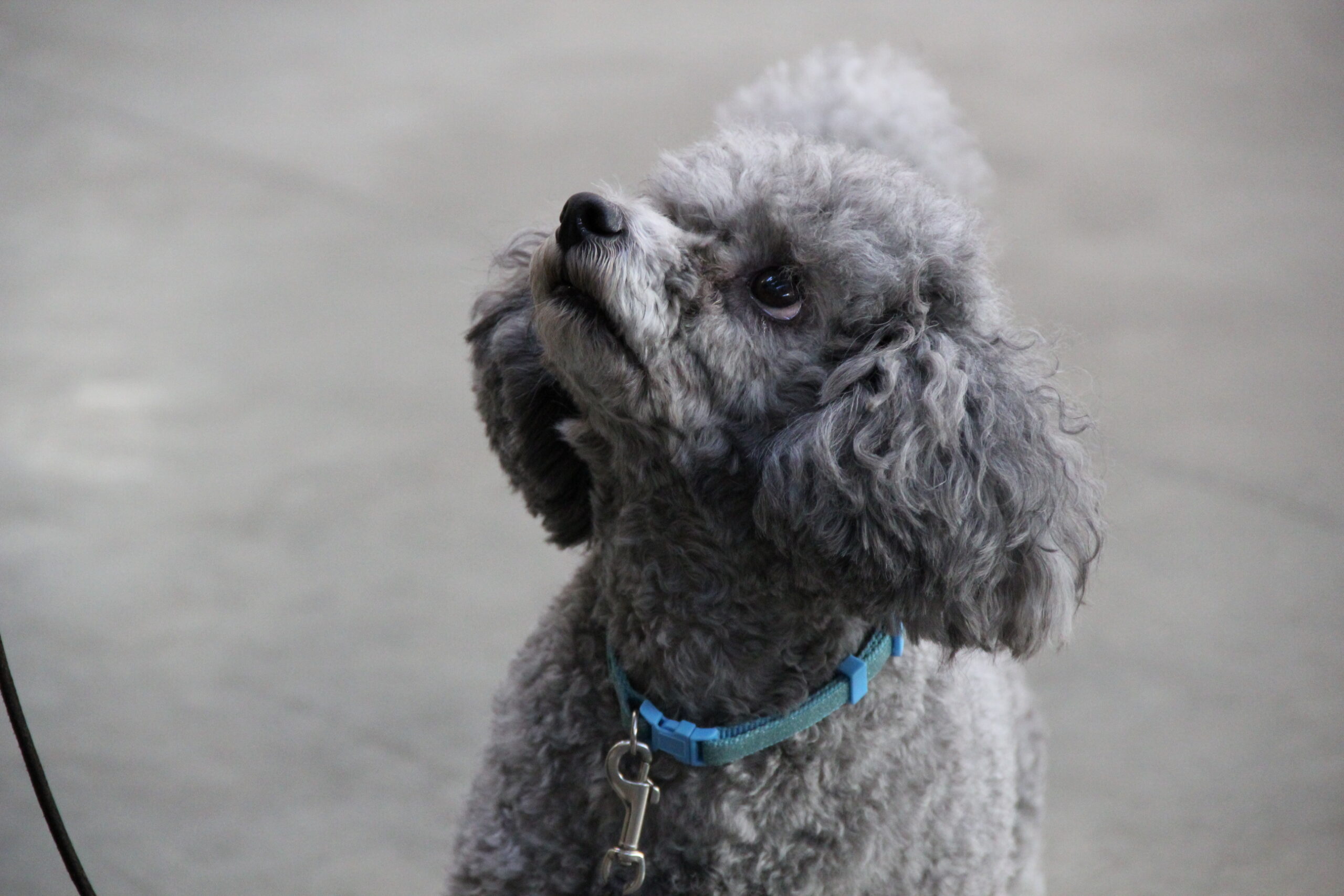 Miniature Poodle