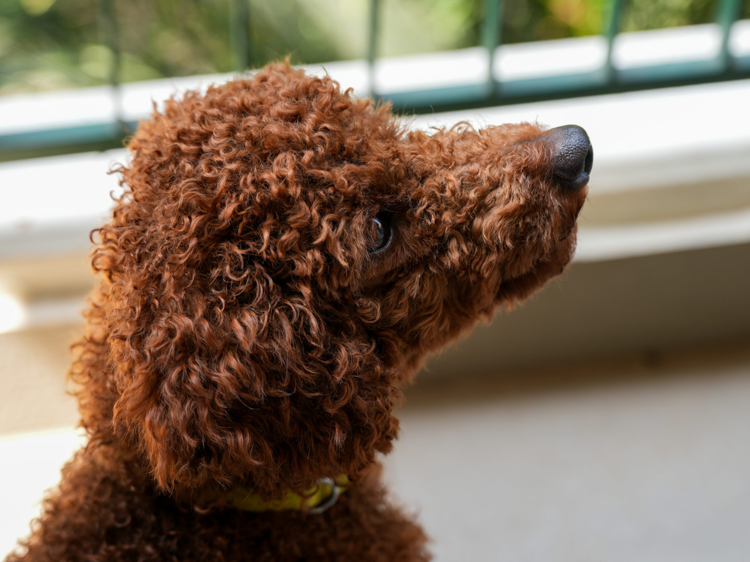 Miniature Poodle