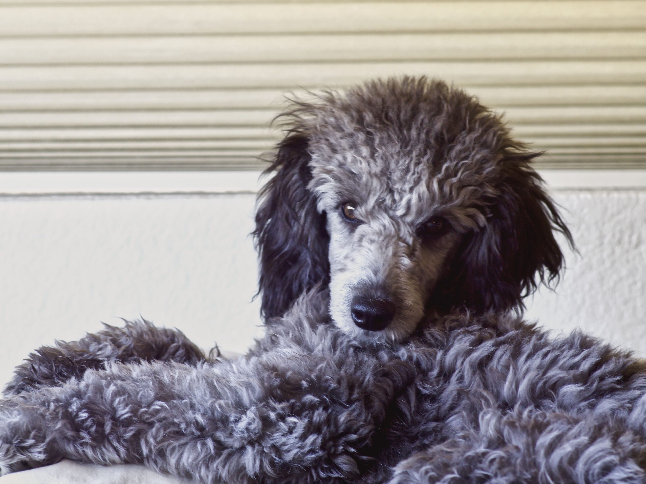 Miniature Poodle